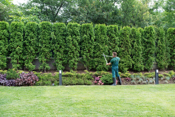 Lawn Watering Services in Taylorville, IL